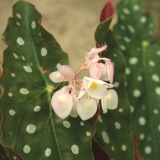 Foltz plant