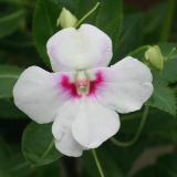 Foltz plant