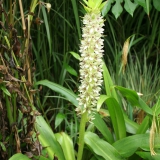 Foltz plant