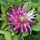 Foltz plant