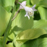 Foltz plant