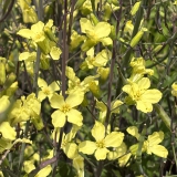 Foltz plant