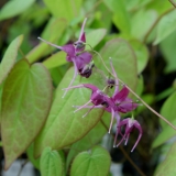 Foltz plant
