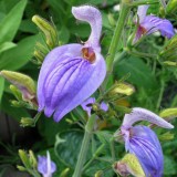 Foltz plant