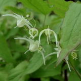 Foltz plant