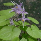 Foltz plant