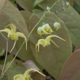 Foltz plant