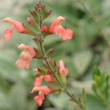 Foltz plant