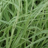 Foltz plant