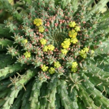 Foltz plant