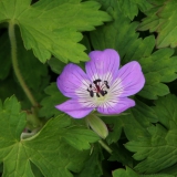 Foltz plant