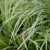 Foltz plant