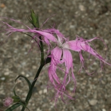 Foltz plant