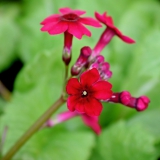 Foltz plant