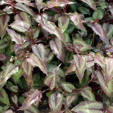 Foltz plant