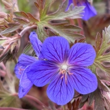 Foltz plant
