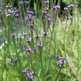 Foltz plant