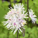 Foltz plant