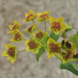 Foltz plant