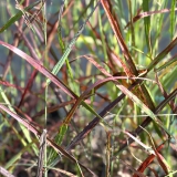 Foltz plant