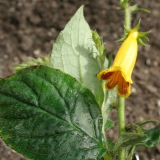 Foltz plant