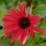 Foltz plant