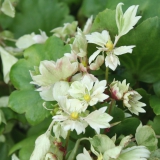 Foltz plant