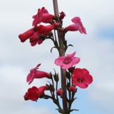 Foltz plant