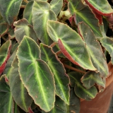 Foltz plant