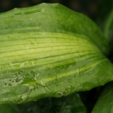 Foltz plant