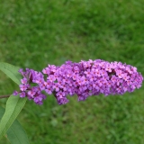 Foltz plant