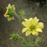Foltz plant