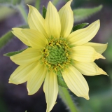 Foltz plant