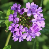 Foltz plant