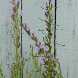 Foltz plant
