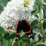 Foltz plant