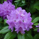 Foltz plant