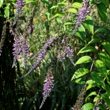 Foltz plant