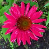 Foltz plant