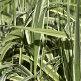 Foltz plant