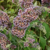 Foltz plant