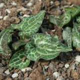 Foltz plant