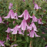 Foltz plant