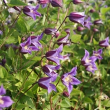 Foltz plant