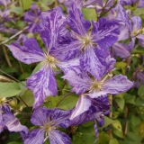 Foltz plant