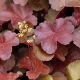 Foltz plant