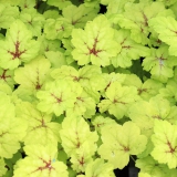 Foltz plant