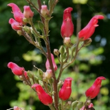 Foltz plant