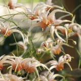 Foltz plant