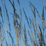 Foltz plant